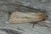 Bulrush Wainscot (Nonagria typhae), adult. Ouston, 31-08-2016. Copyright Verna Atkinson.