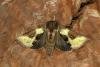 Burnished Brass (Diachrysia chrysitis), adult. Ouston, 16-09-2019. Copyright Verna Atkinson.