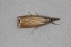 Garden Grass-veneer (Chrysoteuchia culmella), adult. Ouston, 14-06-2020. Copyright Verna Atkinson.
