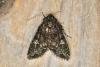Cabbage Moth (Mamestra brassicae), adult. Ouston, 26-07-2020. Copyright Verna Atkinson.