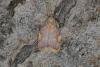 Carcina quercana, adult. Ouston, 23-06-2022. Copyright Verna Atkinson.