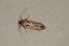 Carpatolechia decorella, adult. Ouston, 20-03-2019. Copyright Verna Atkinson.