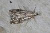 Catoptria falsella, adult. Ouston, 26-07-2016. Copyright Verna Atkinson.