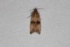 Celypha striana, adult. Ouston, 13-07-2019. Copyright Verna Atkinson.