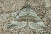 Chalk Carpet (Scotopteryx bipunctaria), adult. Fulwell Quarry, 10-07-2019. Copyright Verna Atkinson.