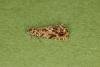 Cherry Bark Tortrix (Enarmonia formosana), adult. Ouston, 09-06-2022. Copyright Verna Atkinson.