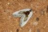 Chinese Character (Cilix glaucata), adult. Ouston, 09-06-2022. Copyright Verna Atkinson.