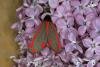 Cinnabar (Tyria jacobaeae), adult. Ouston, 24-05-2018. Copyright Verna Atkinson.
