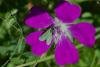 Cistus Forester (Adscita geryon), adult. Limekiln Gill, 22-06-2021. Copyright Verna Atkinson.