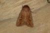 Clay (Mythimna ferrago), adult. Ouston, 25-06-2019. Copyright Verna Atkinson.