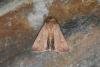 Clay (Mythimna ferrago), adult. Ouston, 03-07-2023. Copyright Verna Atkinson.