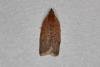 Clepsis consimilana, adult. Ouston, 29-06-2019. Copyright Verna Atkinson.