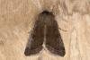 Clouded Drab (Orthosia incerta), adult. Ouston, 12-03-2016. Copyright Verna Atkinson.
