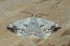 Clouded Silver (Lomographa temerata), adult. Ouston, 08-05-2020. Copyright Verna Atkinson.