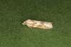 Cnephasia longana, adult. Ouston, 29-07-2023. Copyright Verna Atkinson.