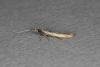Coleophora mayrella, adult. Ouston, 21-06-2019. Copyright Verna Atkinson.