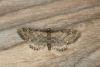 Common Pug (Eupithecia vulgata), adult. Ouston, 03-05-2020. Copyright Verna Atkinson.