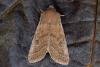 Common Quaker (Orthosia cerasi), adult. Ouston, 22-02-2016. Copyright Verna Atkinson.
