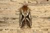 Common Swift (Korscheltellus lupulina), adult. Ouston, 20-05-2020. Copyright Verna Atkinson.