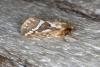 Common Swift (Korscheltellus lupulina), adult. Ouston, 04-06-2016. Copyright Verna Atkinson.