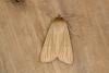 Common Wainscot (Mythimna pallens), adult. Ouston, 19-06-2019. Copyright Verna Atkinson.