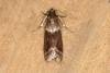 Cryptoblabes bistriga, adult. Ouston, 23-06-2019. Copyright Verna Atkinson.