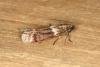 Cryptoblabes bistriga, adult. Ouston, 23-06-2019. Copyright Verna Atkinson.