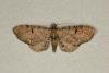 Currant Pug (Eupithecia assimilata), adult. Ouston, 07-07-2019. Copyright Verna Atkinson.