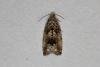 Cydia fagiglandana, adult. Ouston, 15-06-2020. Copyright Verna Atkinson.