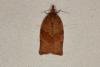 Dark Fruit-tree Tortrix (Pandemis heparana), adult. Ouston, 06-07-2019. Copyright Verna Atkinson.