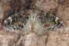 Dark Marbled Carpet (Dysstroma citrata), adult. Ouston, 22-07-2017. Copyright Verna Atkinson.