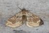 Dark Spinach (Pelurga comitata), adult. Ouston, 02-08-2016. Copyright Verna Atkinson.