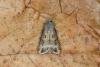 Dark Sword-grass (Agrotis ipsilon), adult. Ouston, 18-09-2018. Copyright Verna Atkinson.