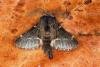 December Moth (Poecilocampa populi), adult. Ouston, 02-11-2019. Copyright Verna Atkinson.