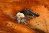 December Moth (Poecilocampa populi), adult. Ouston, 08-12-2019. Copyright Verna Atkinson.