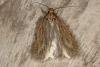 Parsnip Moth (Depressaria radiella), adult. Ouston, 21-03-2016. Copyright Verna Atkinson.