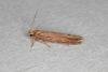Depressaria sordidatella, adult. Ouston, 28-07-2017. Copyright Verna Atkinson.