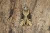 Double Lobed (Lateroligia ophiogramma), adult. Ouston, 19-07-2018. Copyright Verna Atkinson.