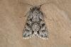 Early Grey (Xylocampa areola), adult. Ouston, 25-03-2018. Copyright Verna Atkinson.