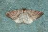 Early Moth (Theria primaria), adult. Ouston, 23-01-2020. Copyright Verna Atkinson.