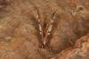 Early Thorn (Selenia dentaria), adult. Ouston, 18-04-2021. Copyright Verna Atkinson.