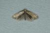 Elachista rufocinerea, adult. Ouston, 20-05-2019. Copyright Verna Atkinson.