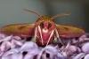 Elephant Hawk-moth (Deilephila elpenor), adult. Ouston, 18-05-2022. Copyright Verna Atkinson.