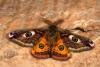 Emperor Moth (Saturnia pavonia), adult. Waldridge Fell, 24-04-2020. Copyright Verna Atkinson.