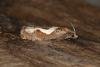 Epiblema foenella, adult. Ouston, 25-07-2016. Copyright Verna Atkinson.