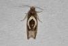 Epiblema foenella, adult. Ouston, 26-08-2019. Copyright Verna Atkinson.