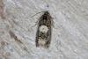 Epiblema cirsiana/scutulana, adult. Bowes Valley Nature Reserve, 24-05-2016. Copyright Verna Atkinson.