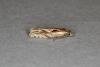 Eucosma cana, adult. Ouston, 12-07-2020. Copyright Verna Atkinson.