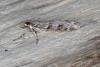 Eudonia lacustrata, adult. Ouston, 26-06-2016. Copyright Verna Atkinson.