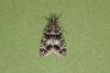 Eudonia mercurella, adult. Ouston, 03-07-2022. Copyright Verna Atkinson.